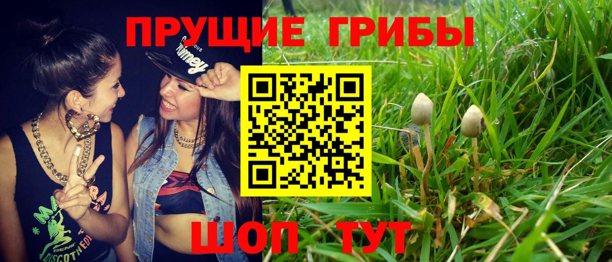 Галлюциногенные грибы Psilocybine cubensis  Галлюциногенные грибы GOLDEN TEACHER  Истра  Вход с VPN 